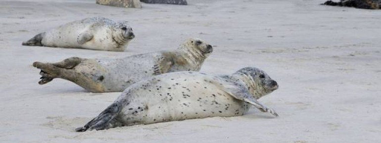 Am Nordstrand genießen auch Seehunde die Sonne