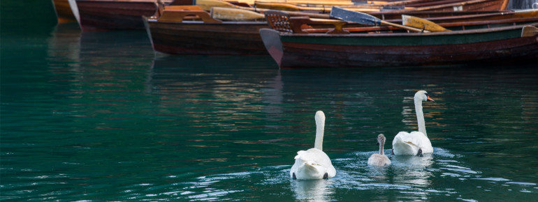 Die Pflanzen- und Tierwelt bietet eine große Artenvielfalt.