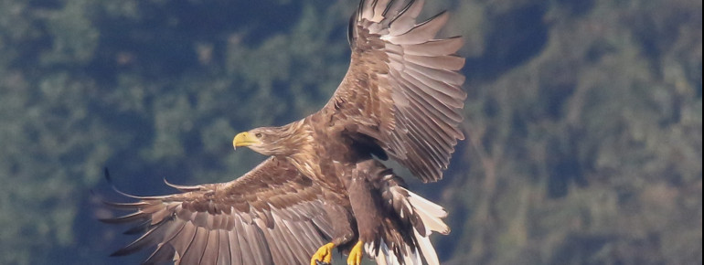Wer Glück hat, sieht einen Seeadler in der Nähe des Sees.