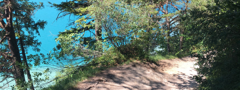 Direkt am See führt der Rundwanderweg entlang. Ein Großteil davon führt dabei durch den Wald.