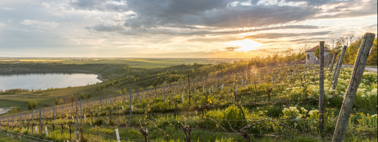 Am Weinberg Goldener Steiger sind Weinverkostungen möglich.