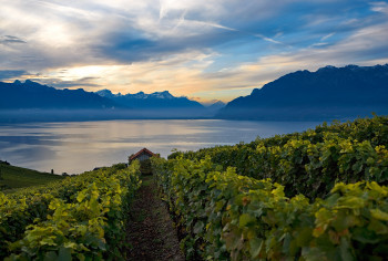 Von den Weinbergen in Rivanz hast du einen tollen Blick über das obere Seebecken des Genfer Sees und die Dents de Morcles.