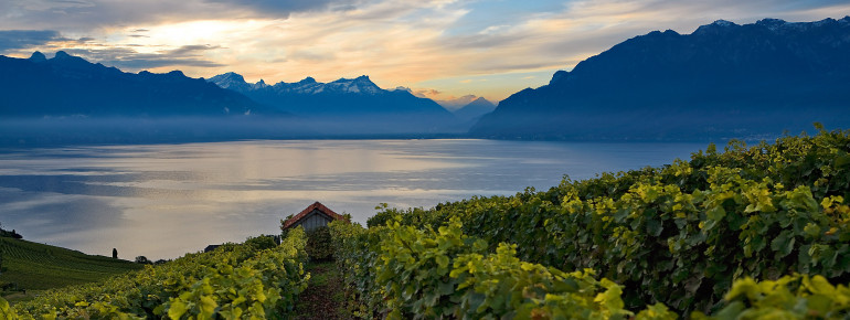 Von den Weinbergen in Rivanz hast du einen tollen Blick über das obere Seebecken des Genfer Sees und die Dents de Morcles.