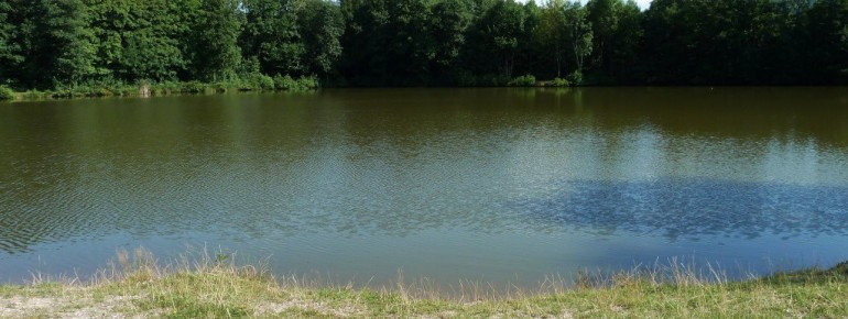 Nach der großflächigen Liegewiese ist der Einstieg in den Waizenreuther Kiesweiher seicht und einfach