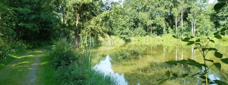 Für ein beschauliches Bad ist der Große Kiesweiher bei Weidenberg ebenso geeignet wie für ausgedehnte Schwimmrunden