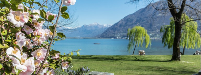 Im Kamelienpark in Locarno blühen neun Monate im Jahr 500 verschiedene Kamelienarten.