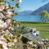 Im Kamelienpark in Locarno blühen neun Monate im Jahr 500 verschiedene Kamelienarten.