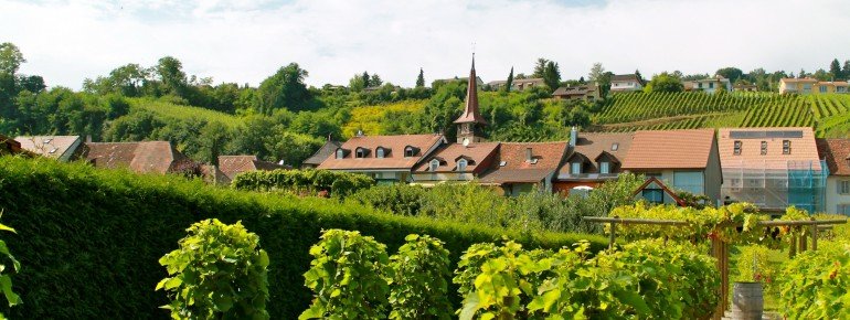 Idyllische Weinhänge rund um den See.