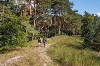 Hinter dem Strand von Zinnowitz schließt sich ein Küstenwald aus Buchen und Kiefern an.