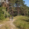 Hinter dem Strand von Zinnowitz schließt sich ein Küstenwald aus Buchen und Kiefern an.