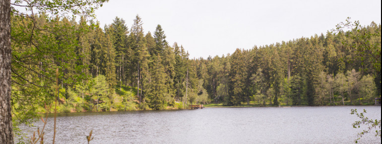 Der Schlüchtsee liegt inmitten eines Naturschutzgebietes zwischen Grafenhausen und Rothaus.