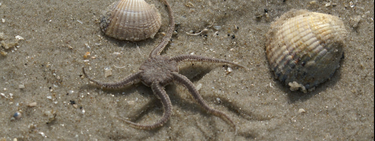 Die Sandstrände von St. Peter-Ording sind ein Paradies für Naturfreunde und Meereserkunder.