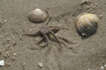 The sandy beaches of St Peter Ording are a paradise for friends of nature and marine explorers.
