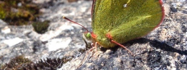 Nature Watch im Nationalpark Hohe Tauern