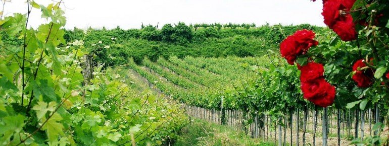 Weinstöcke im Tullner Donauram