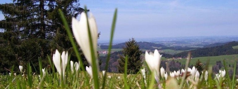 Krokuserlebnis auf der Hündlerunde