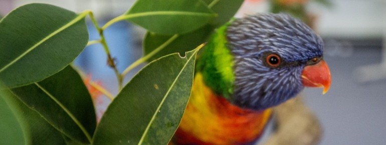 Rainbow Lorikeet, Adelaide Hills, SA 2014