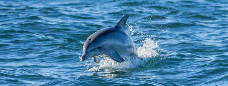Dolphin, Kangaroo Island, SA 2014