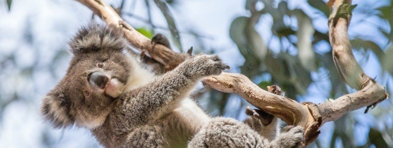 Koala Kangaroo Island, SA 2014