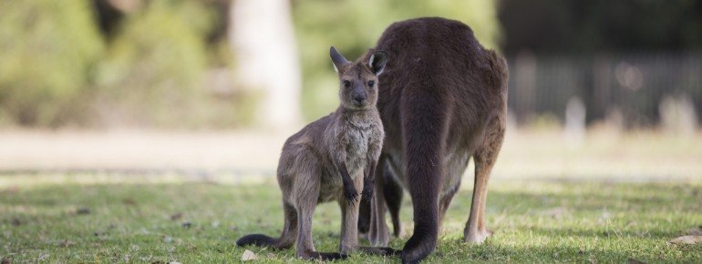 Wallabies, Kangaroo Island, SA 2014