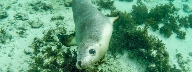 Sea Lions, Baird Bay, SA 2014