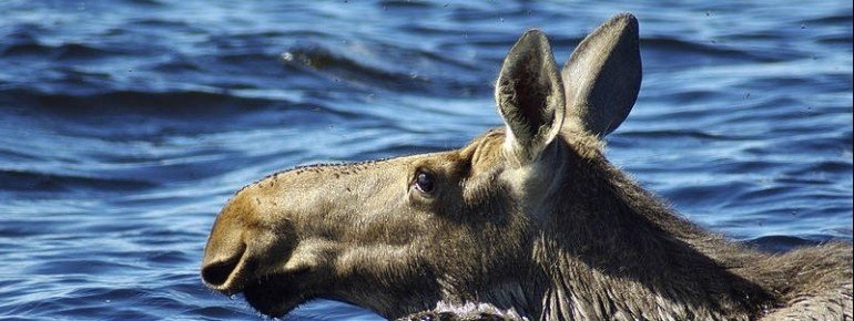 Swimming Moose, Finland