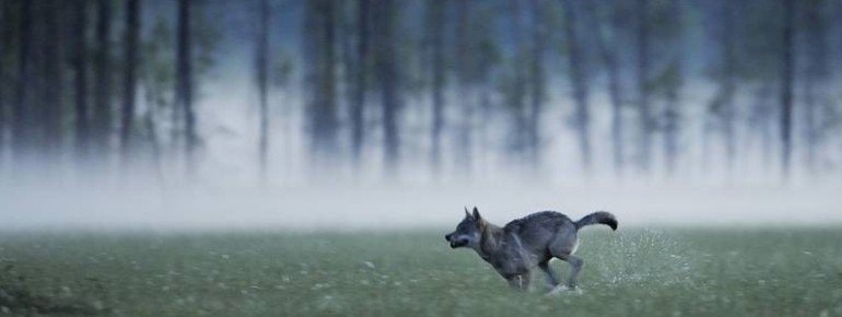 Wolf, Finland