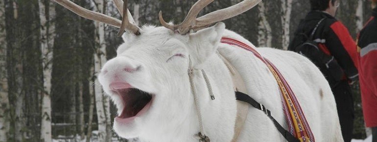 Laughing Reindee, Finland
