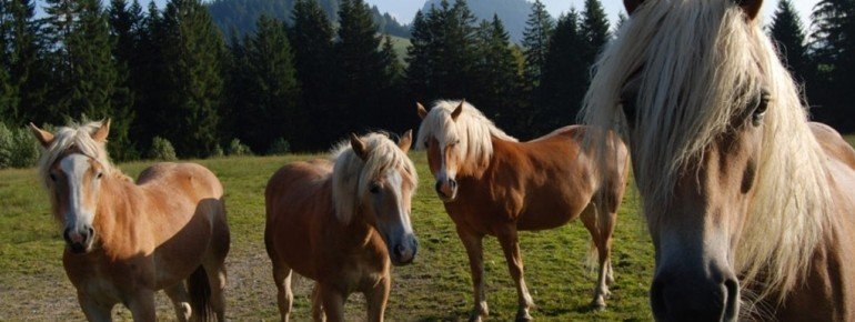 Gestatten, ich bin ein Haflinger und wenn du willst darfst du auf mir reiten