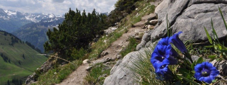 Wir möchten Enzian, Edelweiss & Co. nicht missen und dafür tun wir einiges!