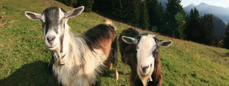 Auf unseren Bauernhöfen können die Kids mal eine "richtig alte Ziege" kennenlernen!