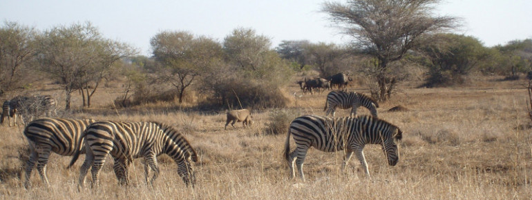 Im Kruger Nationalpark kann man wilde Tiere beobachten.