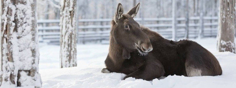 Elch im Wildlife Park Ranua in Lappland