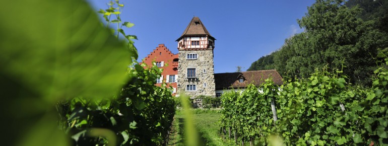 Malerische Weinhänge
