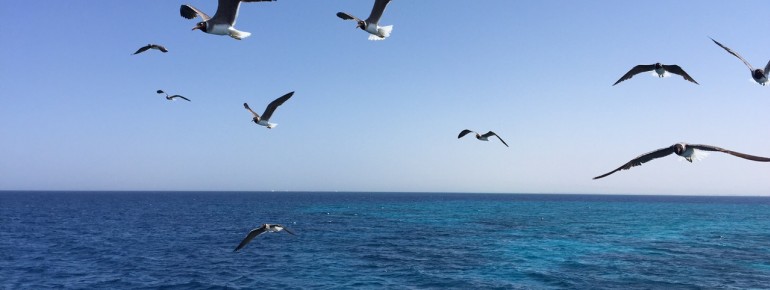 Rotes Meer bei El Gouna