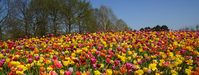 Tulpen - Dafür sind die Niederlande weltbekannt